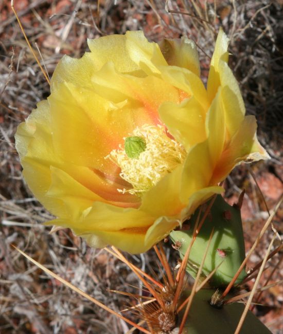 Cactus flowers 02