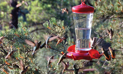 Sedona Hummingbird Festival