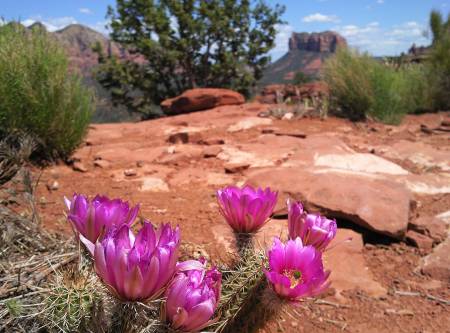 Visit Sedona