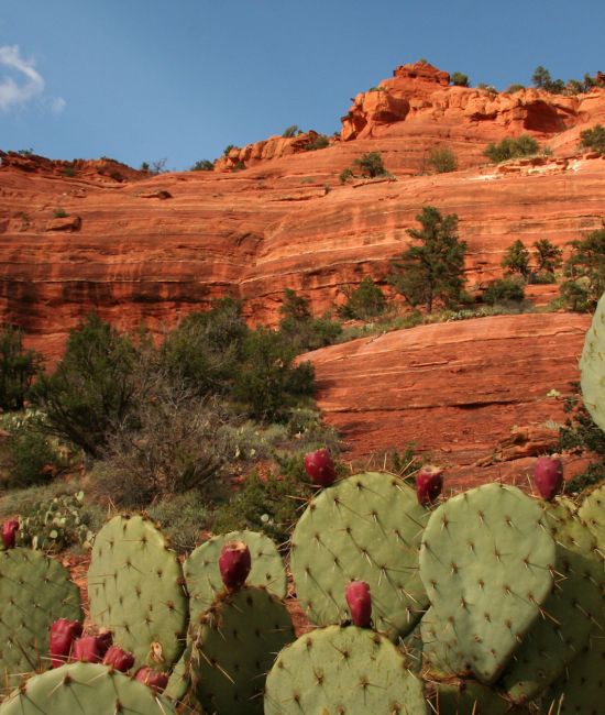 Red rocks and prickly pear cactus